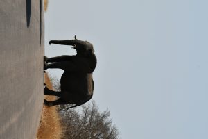 DSC_8801